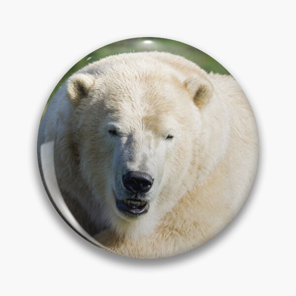 Item preview, Polar Bear Watching the World Go By designed and sold by LFPPhotography.