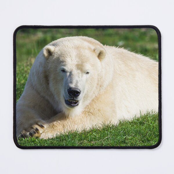 Item preview, Polar Bear Watching the World Go By designed and sold by LFPPhotography.