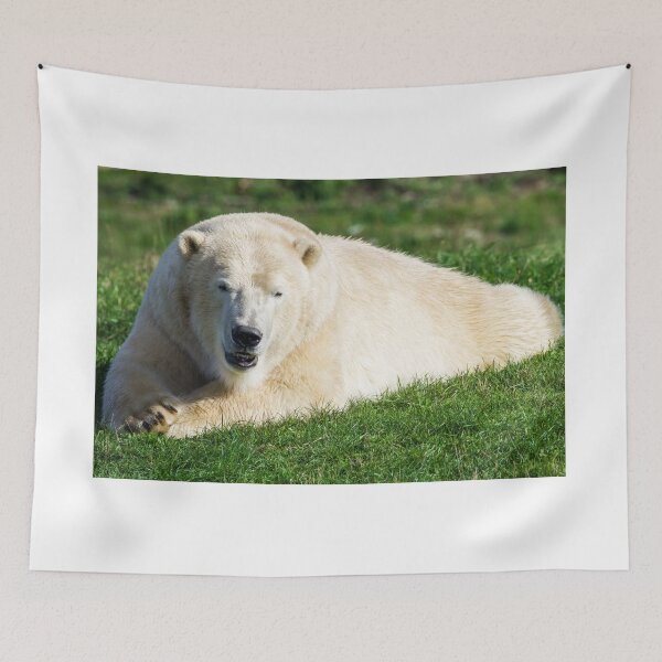 Item preview, Polar Bear Watching the World Go By designed and sold by LFPPhotography.