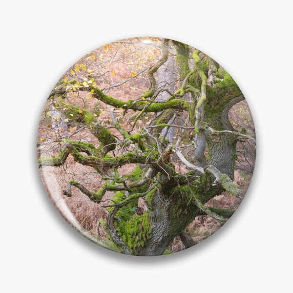 Item preview, Twisted ancient oak tree in Autumn designed and sold by AnitaNicholson.