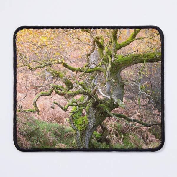 Item preview, Twisted ancient oak tree in Autumn designed and sold by AnitaNicholson.