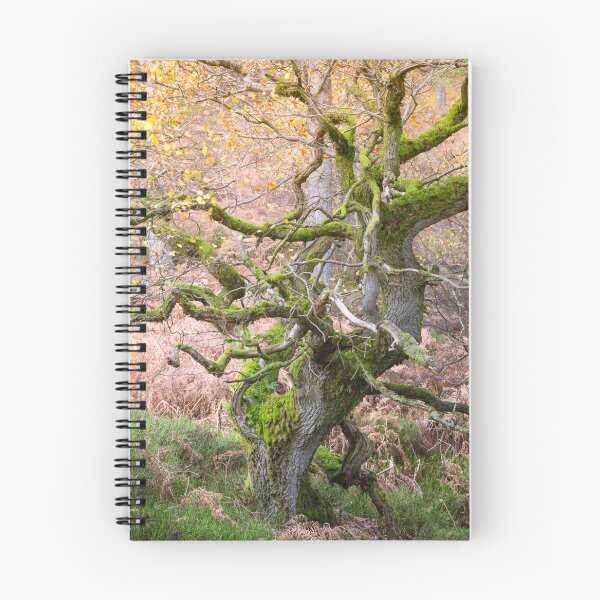 Item preview, Twisted ancient oak tree in Autumn designed and sold by AnitaNicholson.
