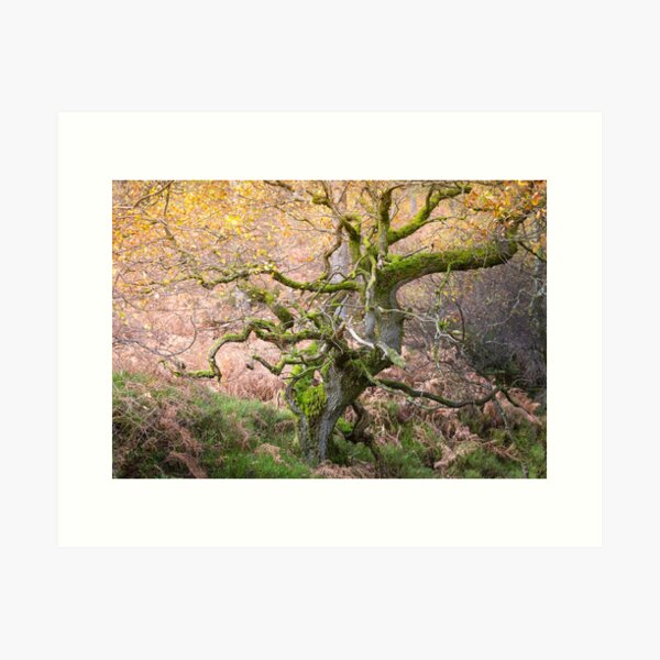 Twisted ancient oak tree in Autumn Art Print