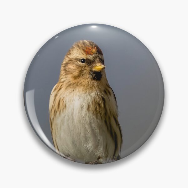 Item preview, Redpoll designed and sold by Claire Hawken.