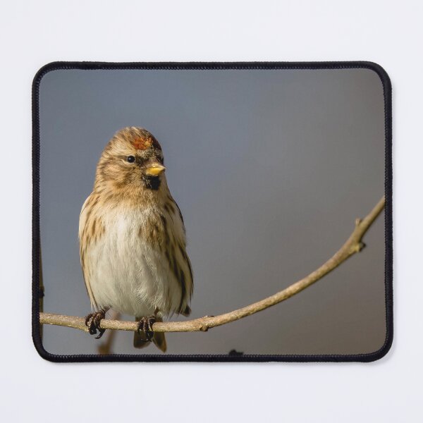 Item preview, Redpoll designed and sold by Claire Hawken.