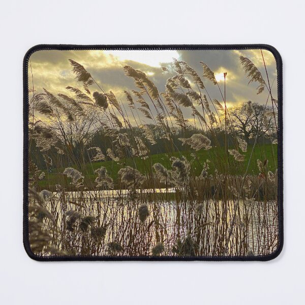 Item preview, Rushes in Winter Light designed and sold by Paddyb17.