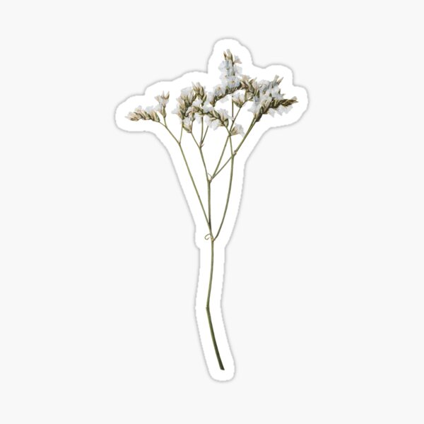 Pressed Flower Transparent Sticker - Gypsophila