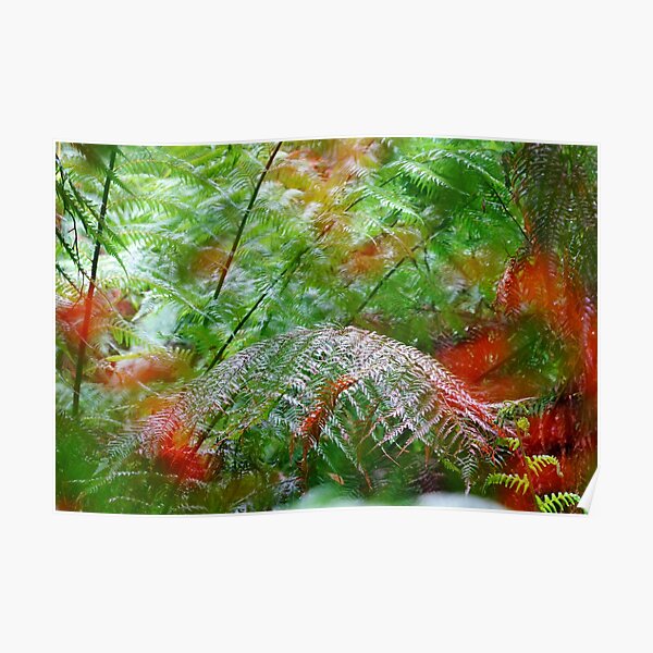 Otways Ferns Poster