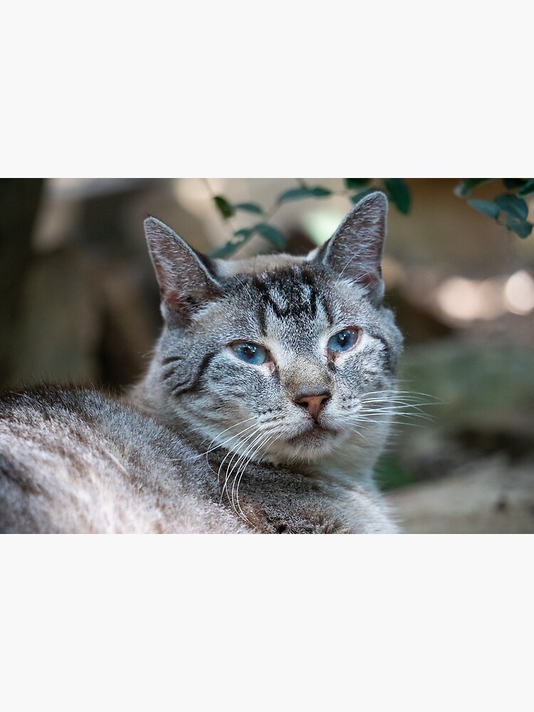 silver tabby she cat with blue eyes