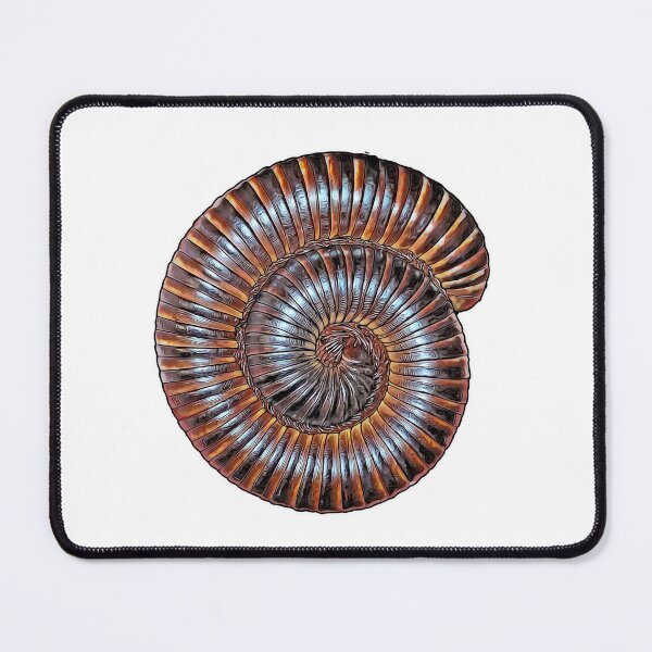 Item preview, Archispirostreptus gigas African giant millipede designed and sold by AikasHeaven.