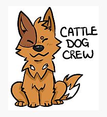 Red Cattle Dog Crew Photographic Print