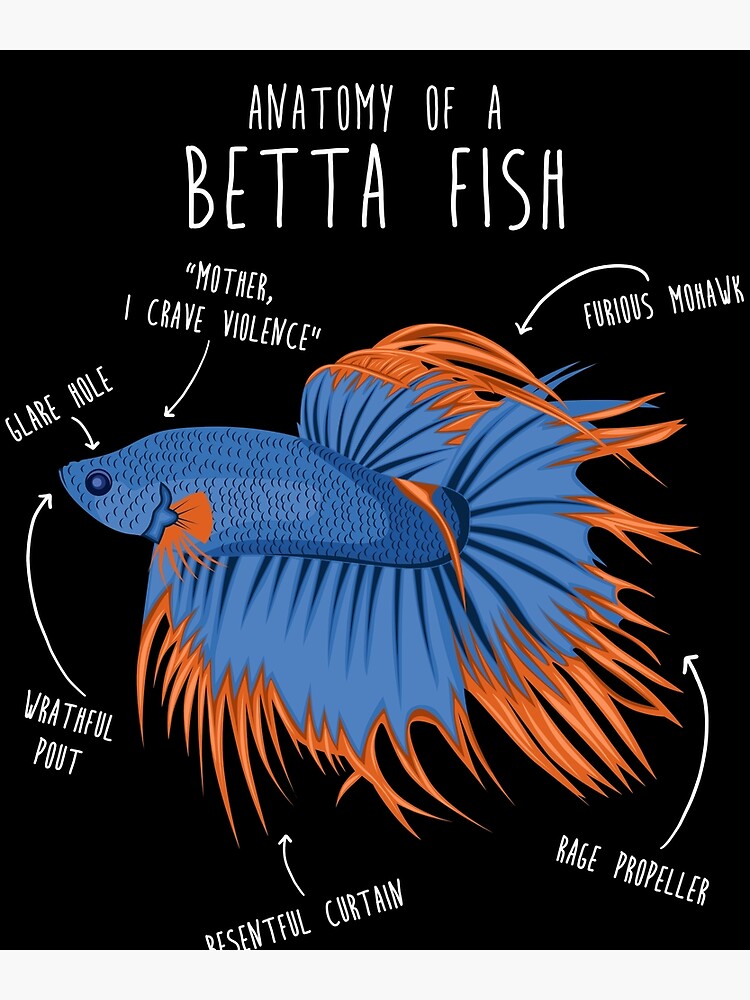Betta Fish Siamese Fighting Fish Anatomy Canvas Print for Sale by