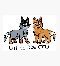 Cattle Dog Crew Photographic Print
