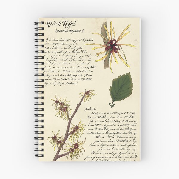 Item preview, Witch Hazel Botanical Page  designed and sold by KrystaThomasArt.
