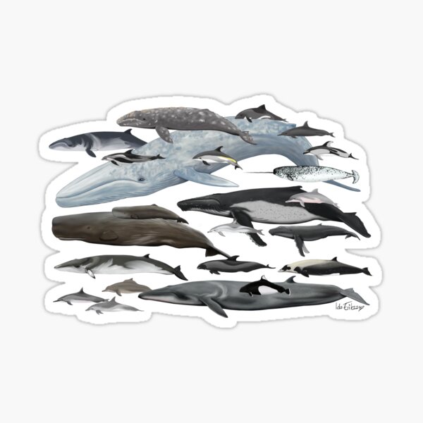 Item preview, Cetaceans  designed and sold by Ida Eriksson.