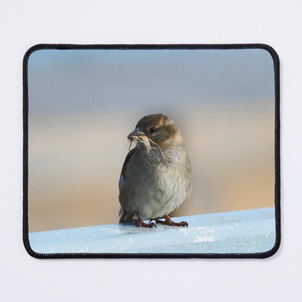 Item preview, House Sparrow With Nesting Material In Its Bill designed and sold by BackyardBirder.
