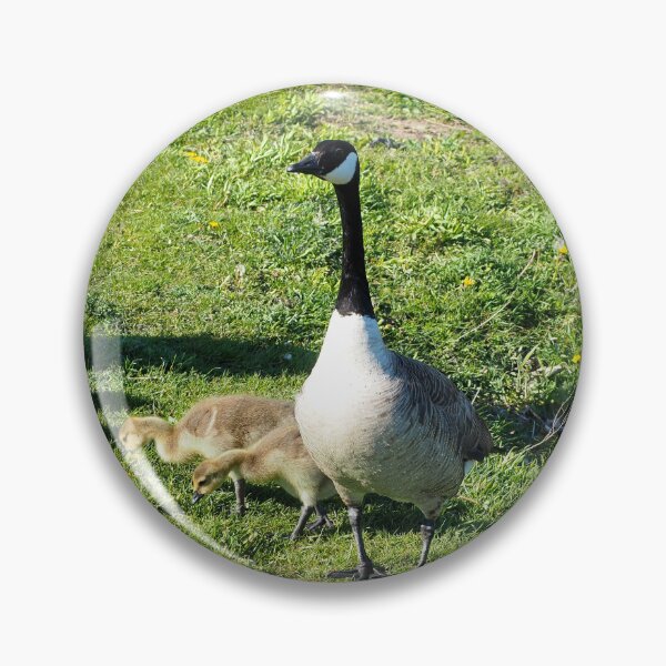 Aperçu de l'œuvre Parent de Bernache du Canada observant ses oisons - Oiseau sauvage de Bernache du Canada créée et vendue par BackyardBirder.