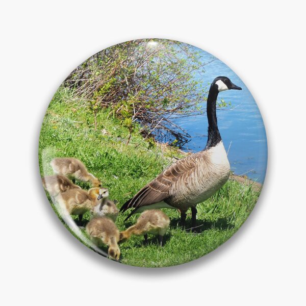 Aperçu de l'œuvre Famille des Bernaches du Canada - Oiseau sauvage de la Bernache du Canada créée et vendue par BackyardBirder.