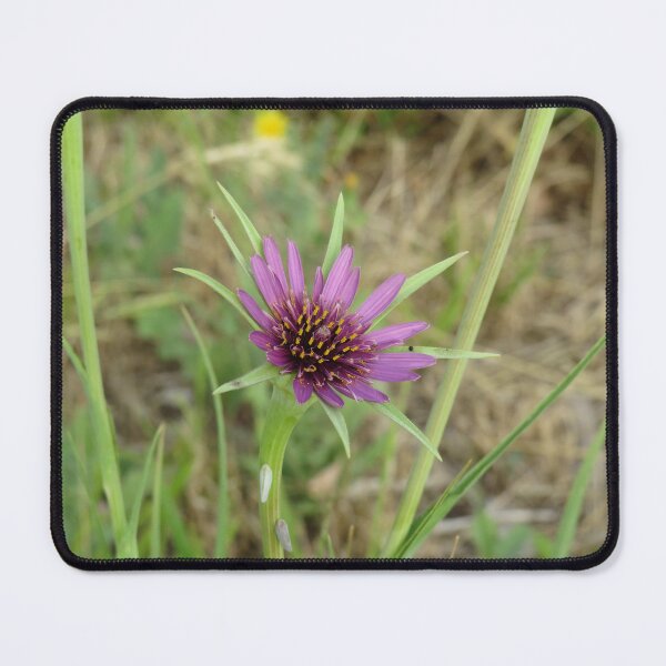 Item preview, Salsify flower designed and sold by greentiger1.