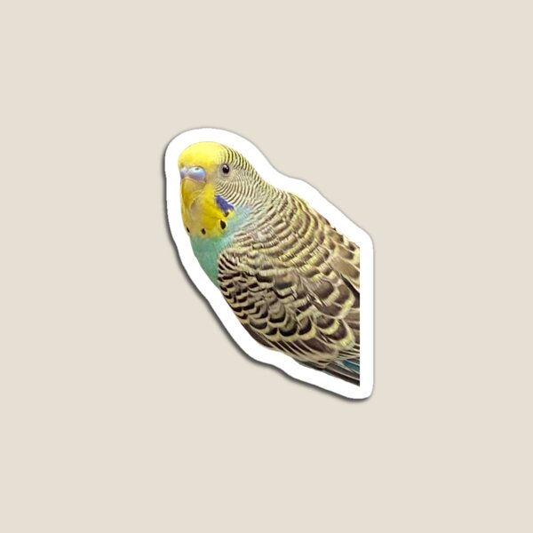 Item preview, Parakeet - Cinnamon-Winged, Yellow-Faced Teal designed and sold by RingDeer.