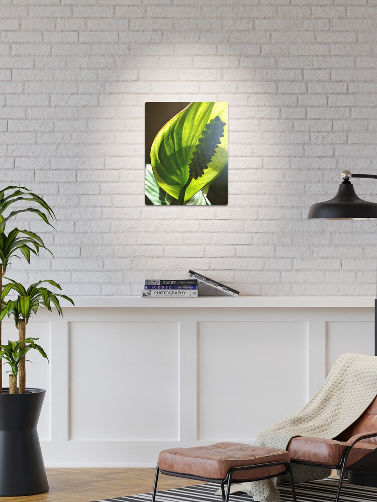 Thumbnail 1 of 4, Metal Print, Peace Lily #1 designed and sold by April Dowling.