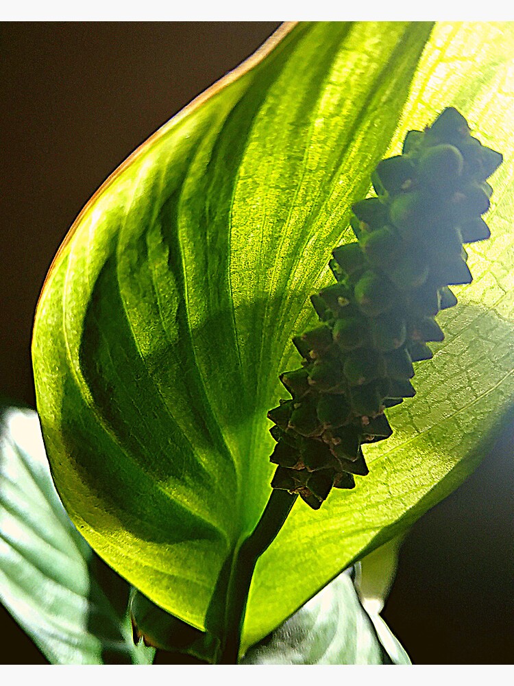 Thumbnail 4 of 4, Metal Print, Peace Lily #1 designed and sold by April Dowling.
