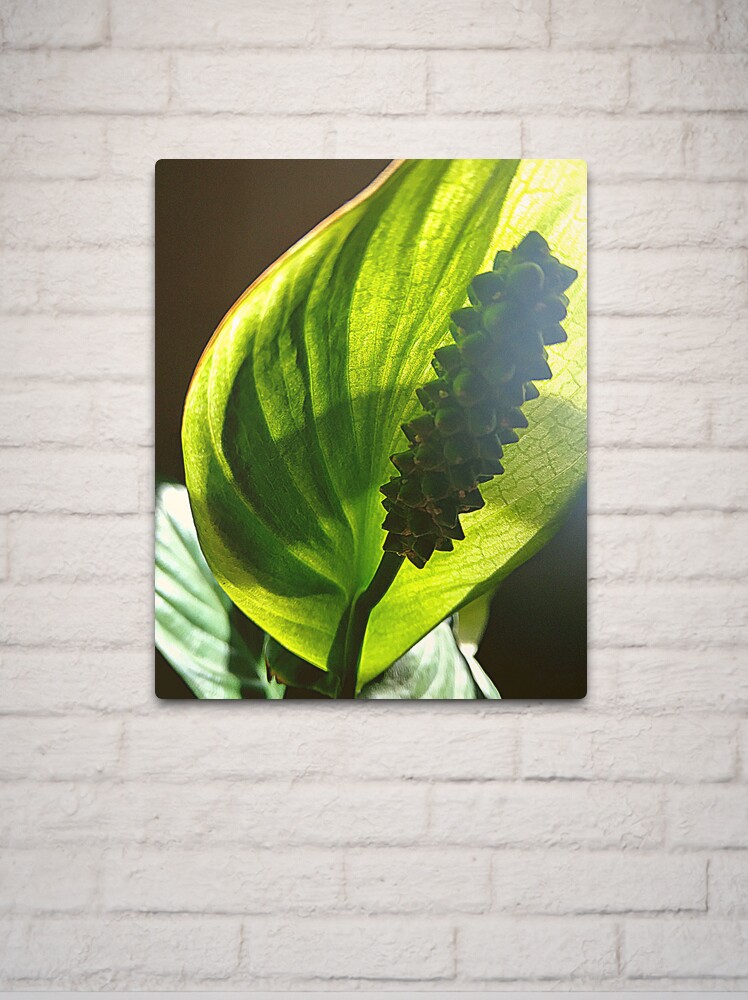 Metal Print, Peace Lily #1 designed and sold by April Dowling