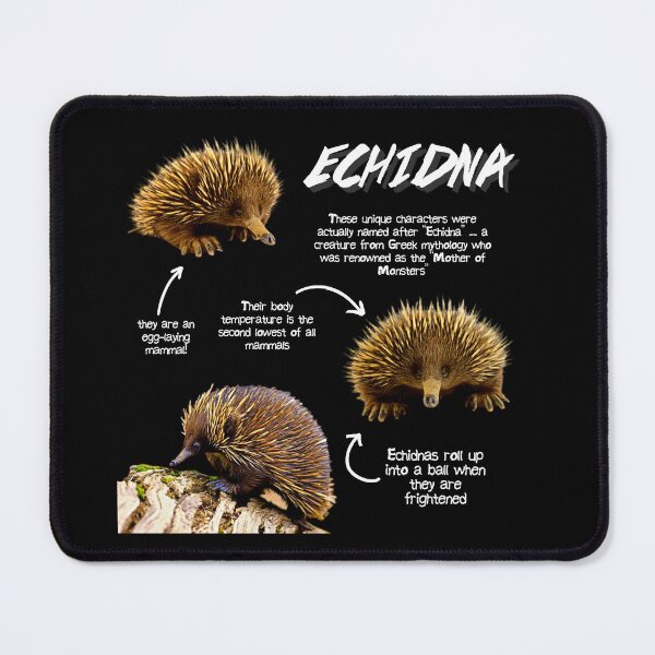 Item preview, Echidna Fun Facts designed and sold by KyleNesas.