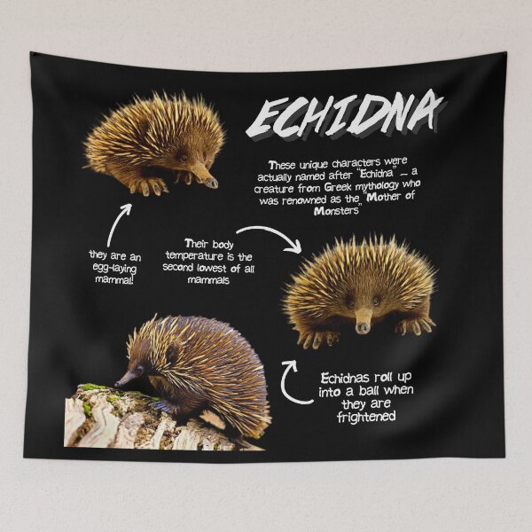 Item preview, Echidna Fun Facts designed and sold by KyleNesas.