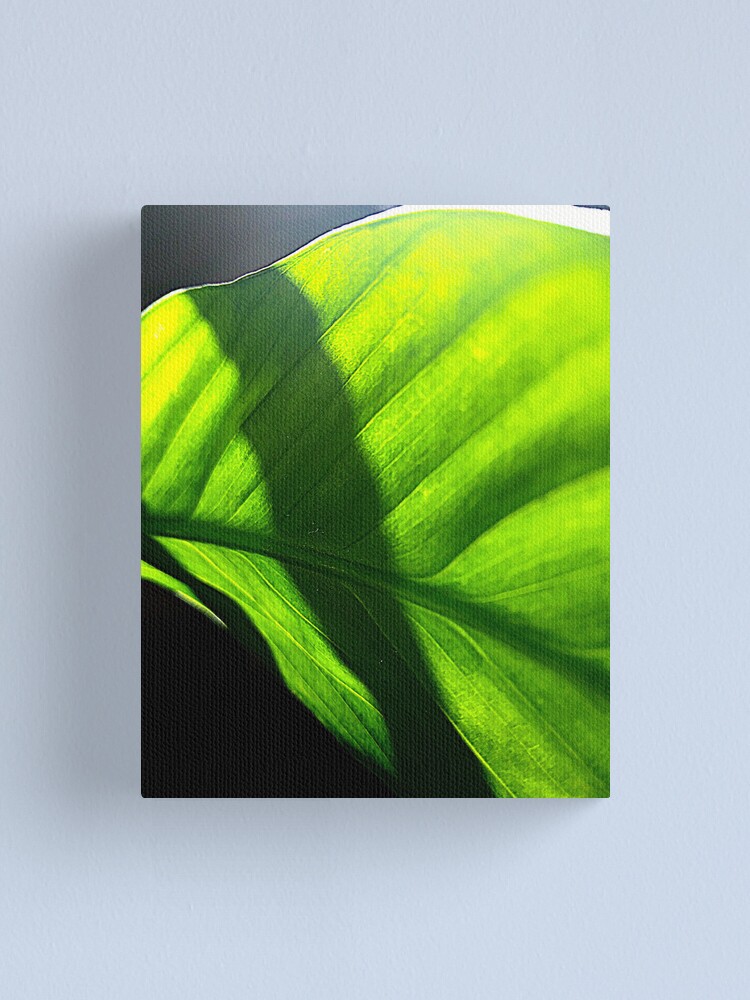Thumbnail 2 of 3, Canvas Print, Peace Lily #2 designed and sold by April Dowling.