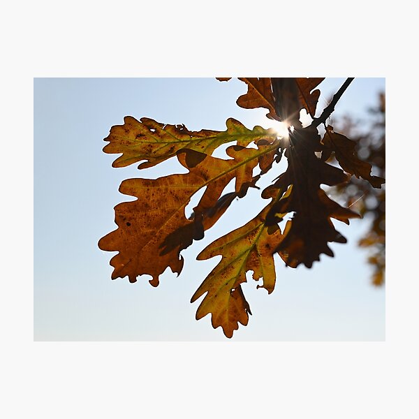 Item preview, Autumn leaves designed and sold by Milan Latta.