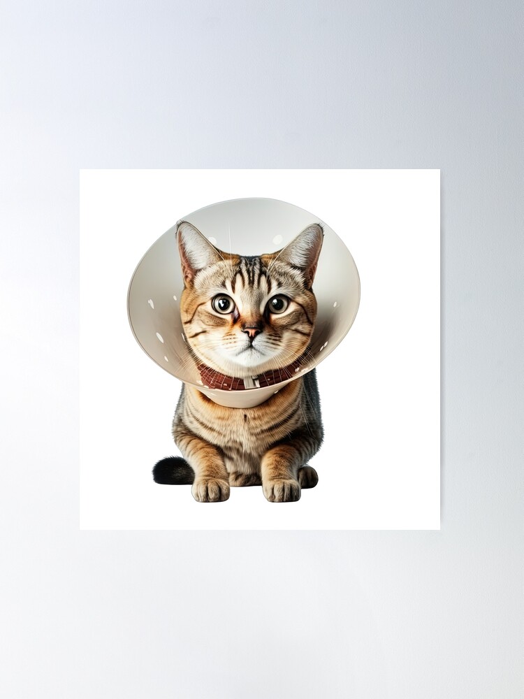 Cat wearing clearance cone