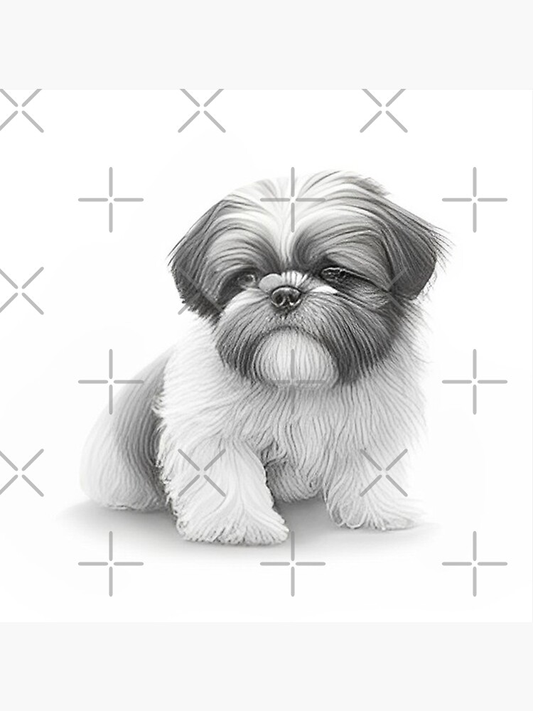 Black and white Shih Tzu pencil drawing