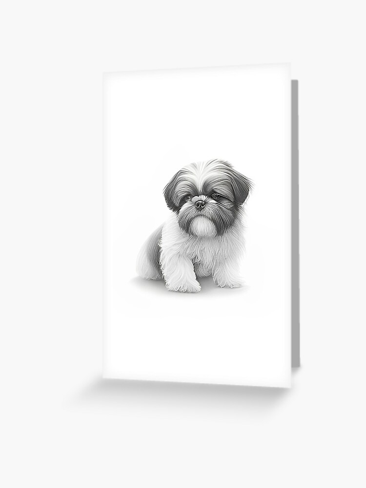 Black and white Shih Tzu pencil drawing