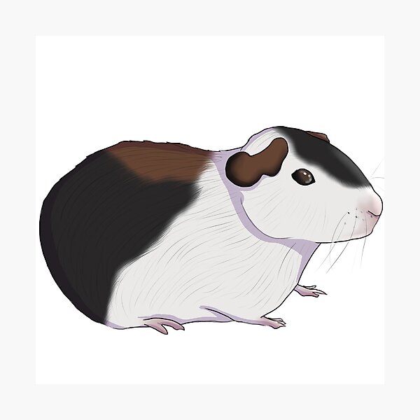 Item preview, guinea pig, guinea pig designed and sold by Dead-Poule.