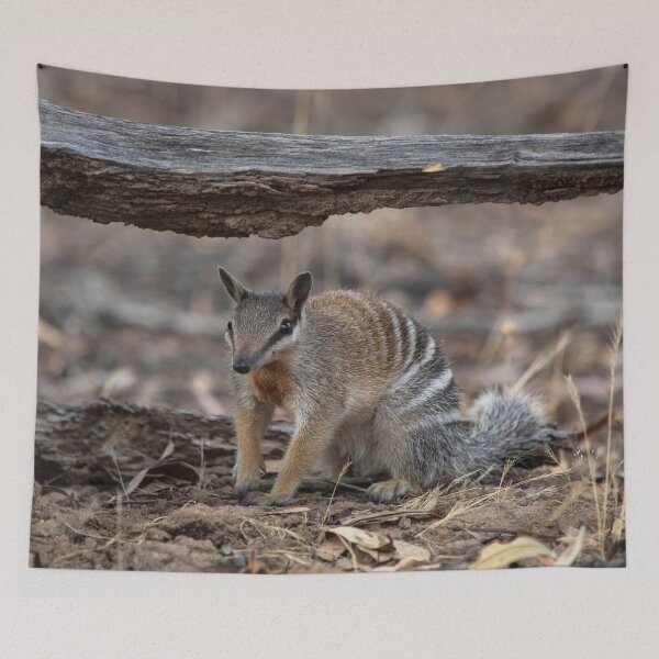 Item preview, Male Numbat designed and sold by gwenthewren.