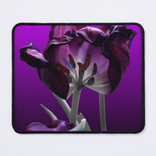 Item preview, magenta purple tulip in abscission | greyscale pink | altered original photograph designed and sold by DigitalEurydice.