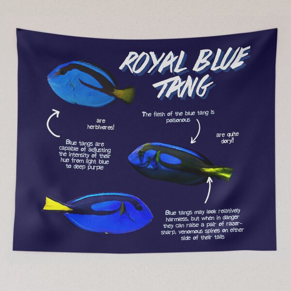 Item preview, Royal Blue Tang Fun Facts designed and sold by KyleNesas.