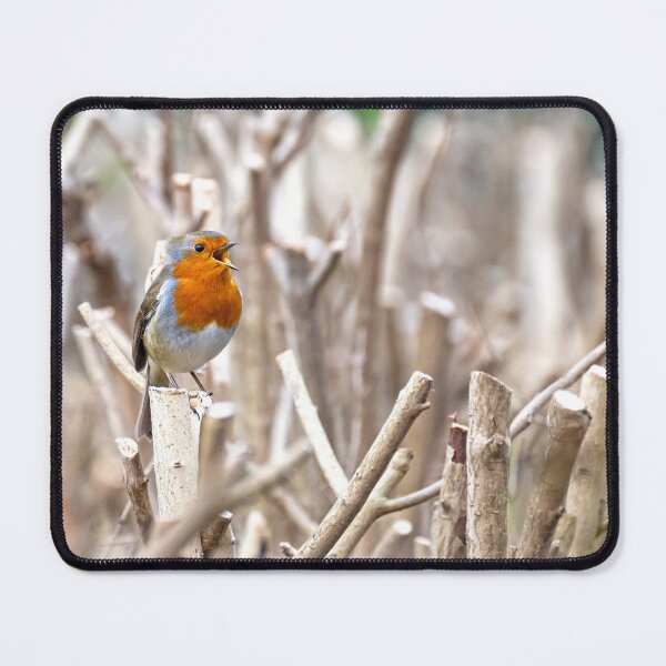 Item preview, Robin sings. designed and sold by George Kelsey.