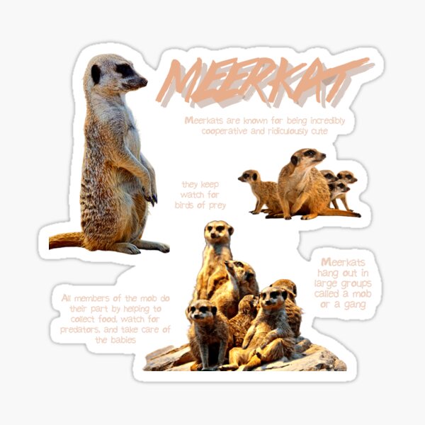 Item preview, Meerkat Fun Facts designed and sold by KyleNesas.