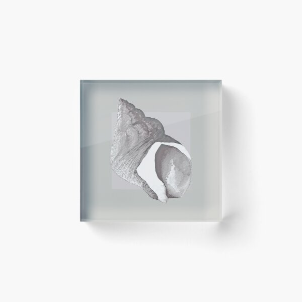 Item preview, Whelk shell in pearl grey designed and sold by LisaLeQuelenec.
