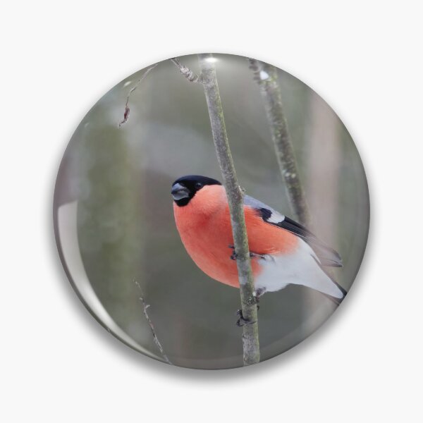 Item preview, Make it two. Eurasian bullfinch designed and sold by Jouko Lehto Photography.