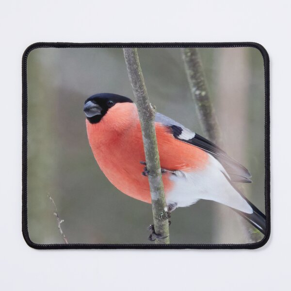 Item preview, Make it two. Eurasian bullfinch designed and sold by Jouko Lehto Photography.