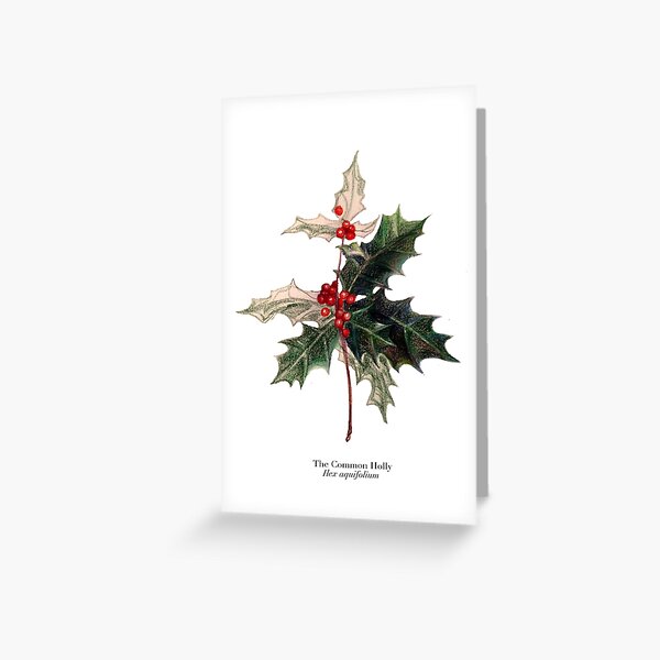 green grows the holly Greeting Card