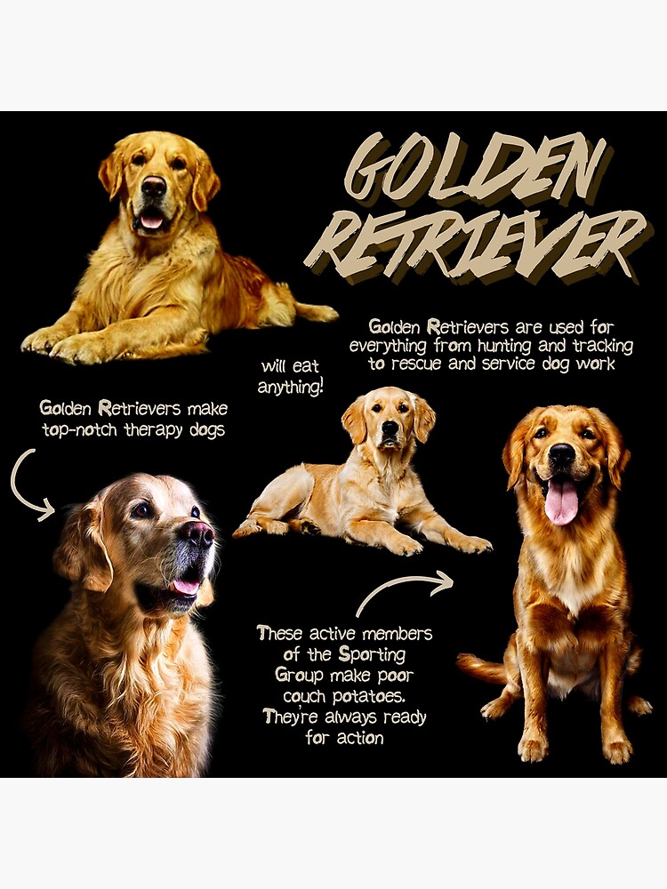 Golden Retriever: Pictures, Facts, Care & More – Dogster