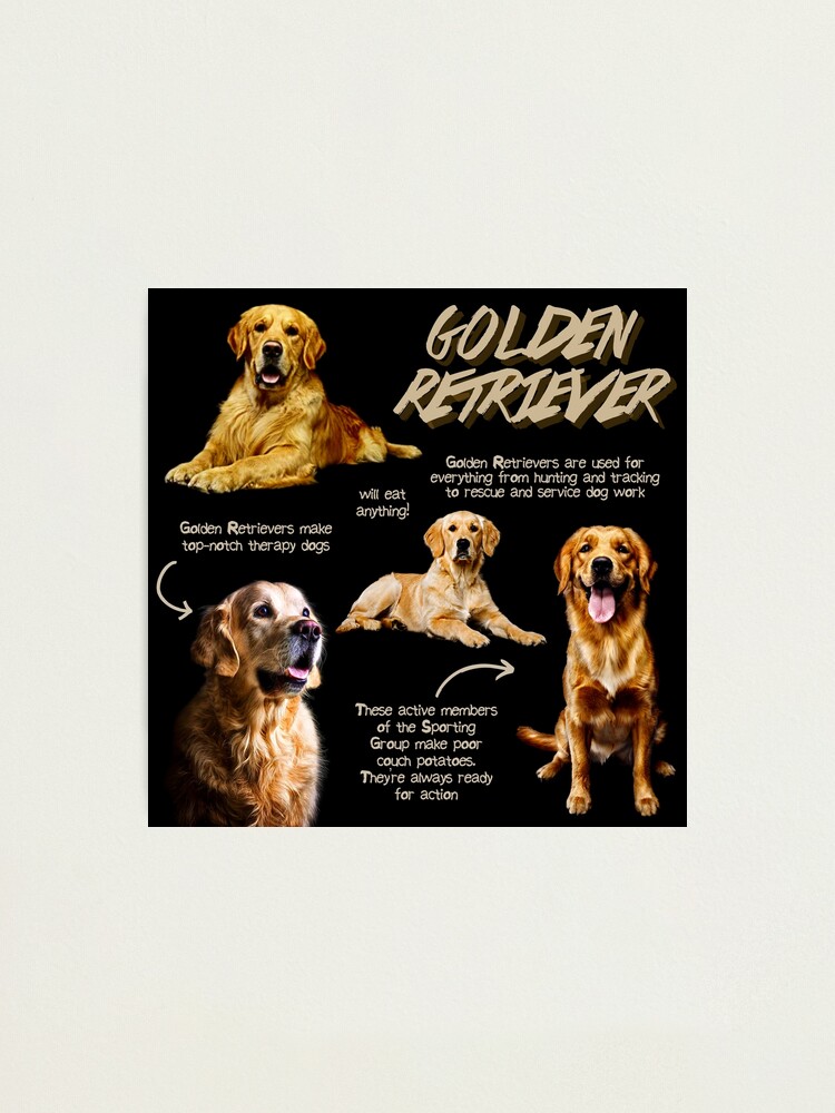 Interesting Facts Good Things About Golden Retrievers 90 Fun Facts