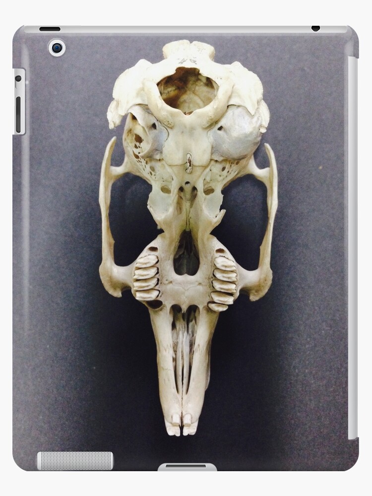 rabbit skull