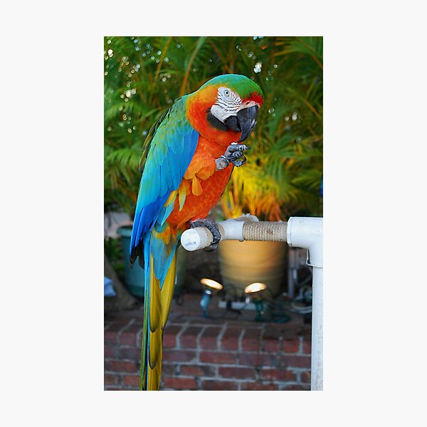 Item preview, Macaw on Front Street., Lahaina designed and sold by Marjorie Wallace.