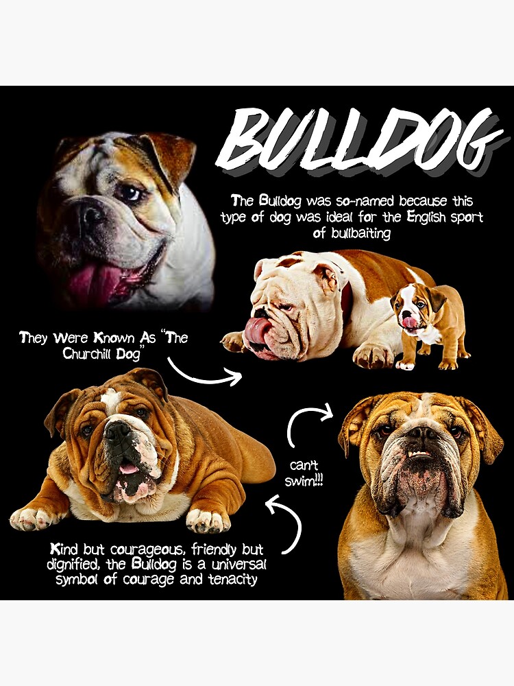 Bulldog Facts The Best Bulldog Facts About Bulldogs 2025