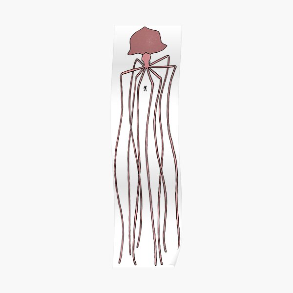 Bigfin Squid Poster